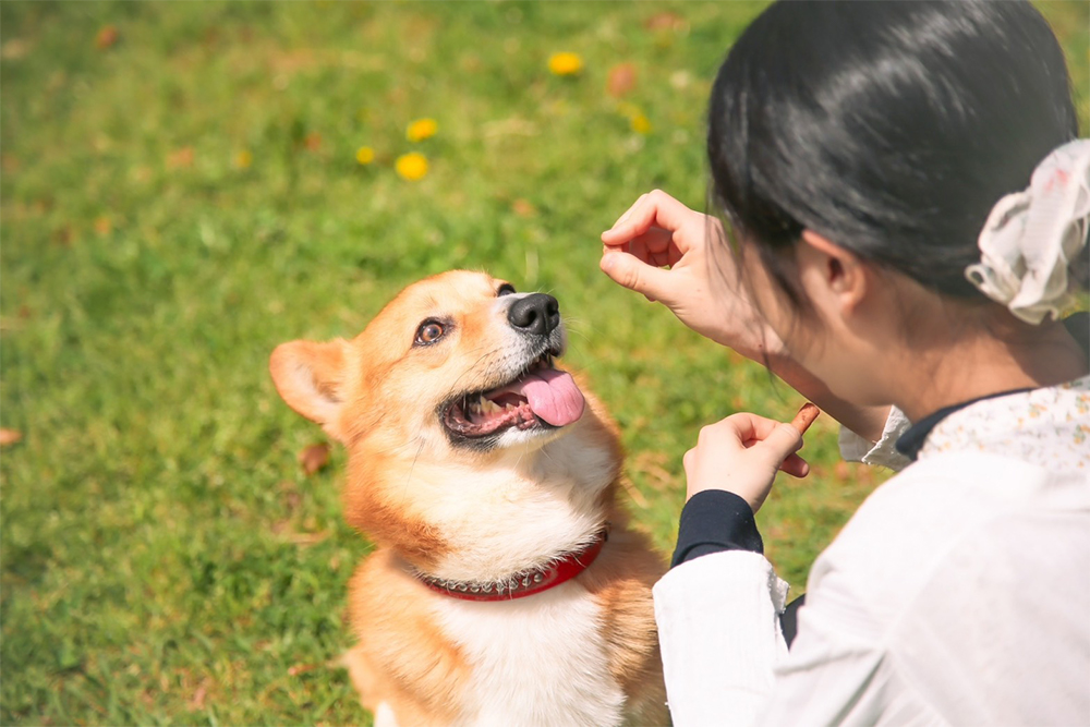 ペットの撮影プラン